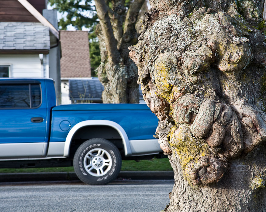 Blue Truck and Tree